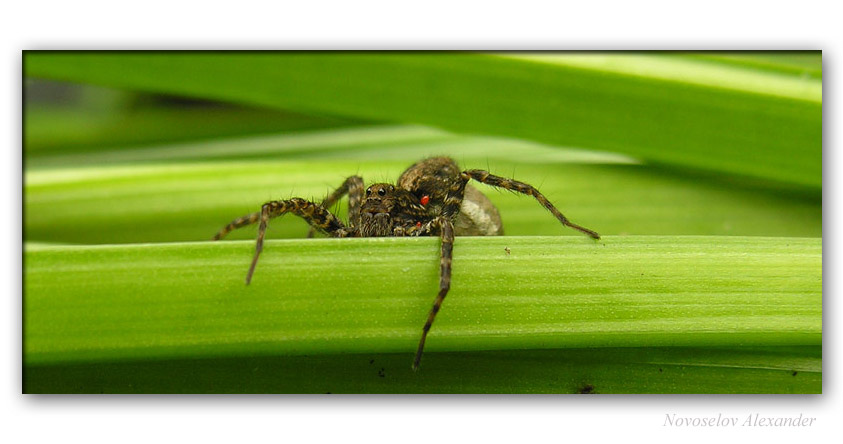 photo "Spider" tags: nature, insect