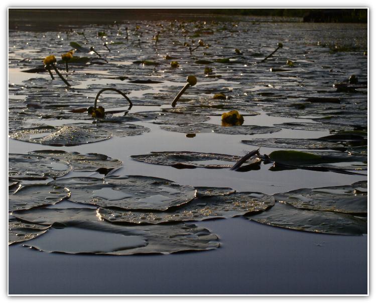 photo "Evening on lake." tags: nature, flowers