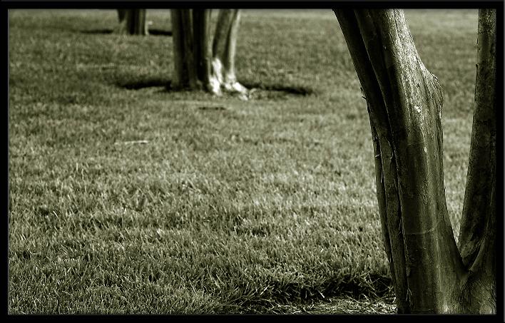 photo "3 in a Row" tags: landscape, black&white, 