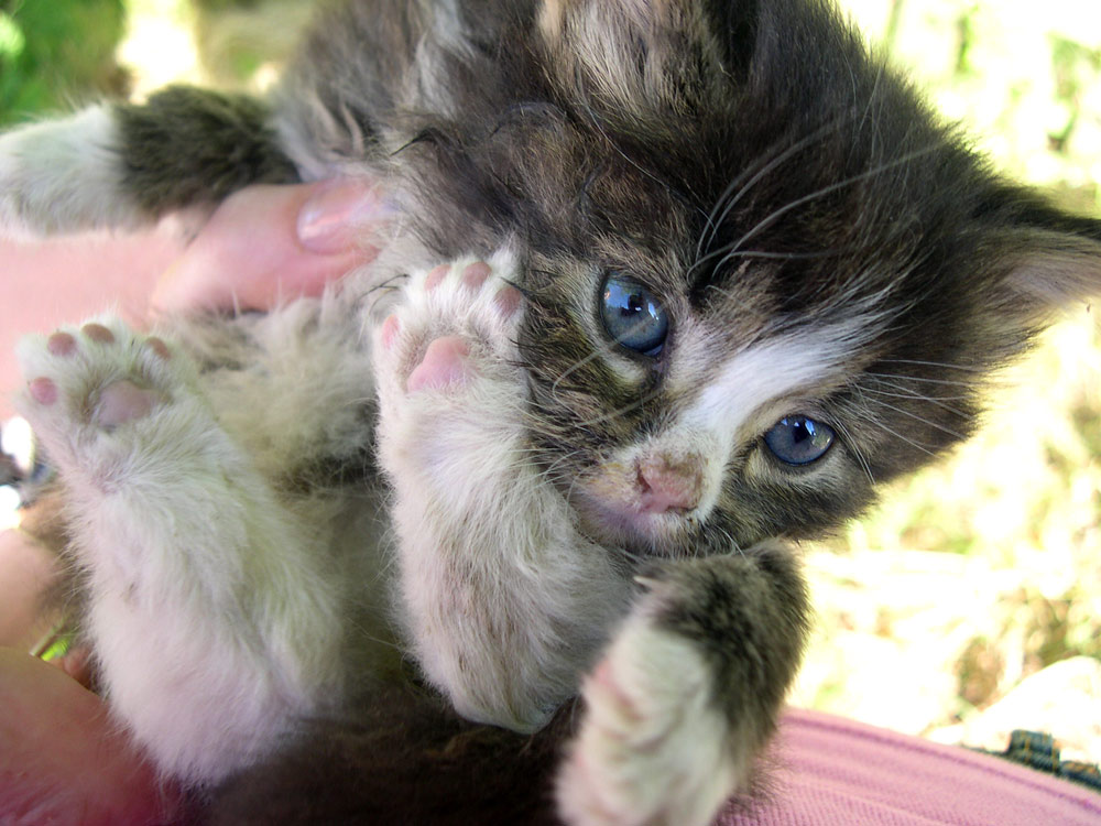 photo "a blue-eyed miracle" tags: nature, pets/farm animals, wild animals