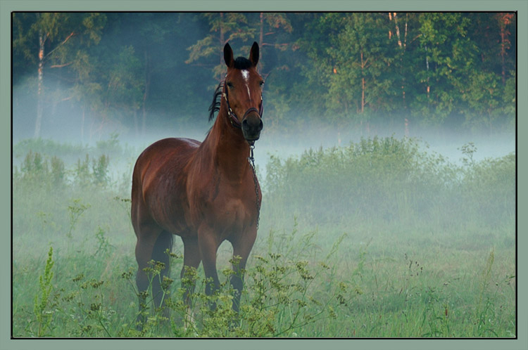 photo "On a pasture" tags: nature, pets/farm animals