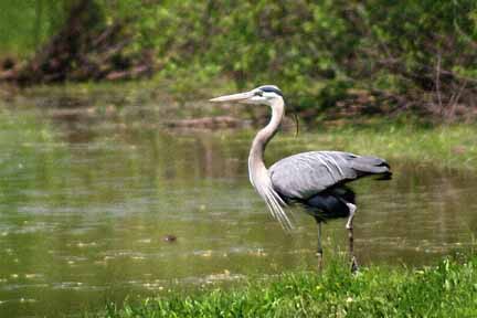 фото "Great Grey Heron" метки: природа, дикие животные