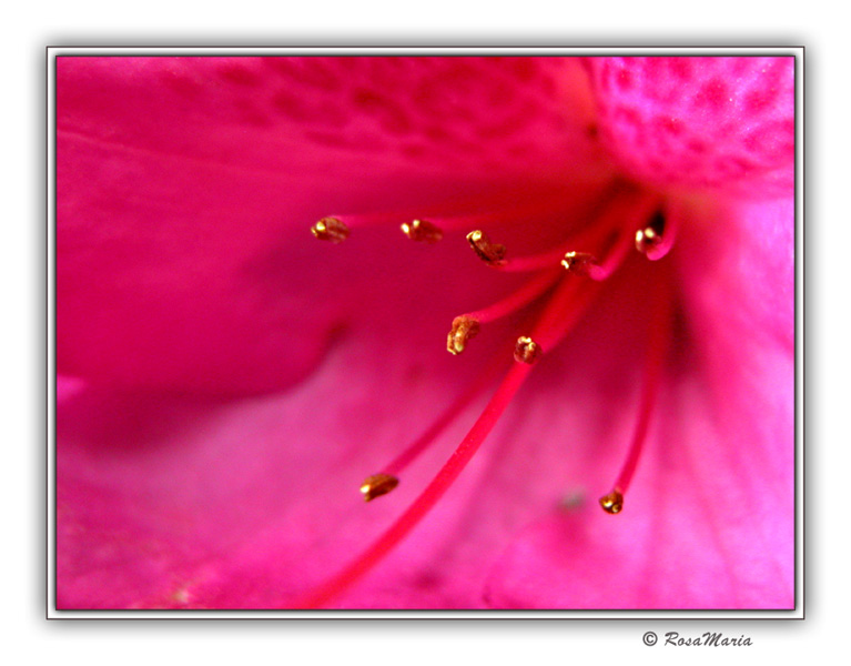 photo "Pistils D'Or" tags: macro and close-up, nature, flowers