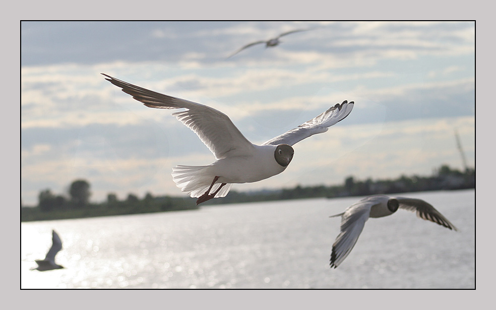 фото "El pajaro...#4" метки: природа, дикие животные