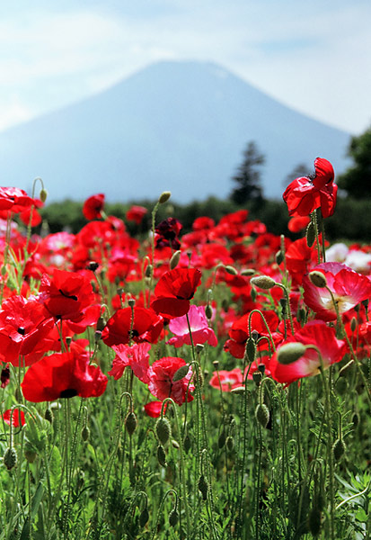 photo "Poppies" tags: nature, landscape, flowers, mountains