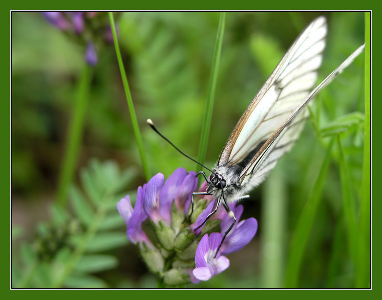 photo "Summer" tags: nature, macro and close-up, insect