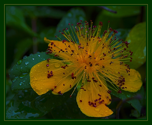 photo "...small hegehog ..." tags: nature, montage, flowers