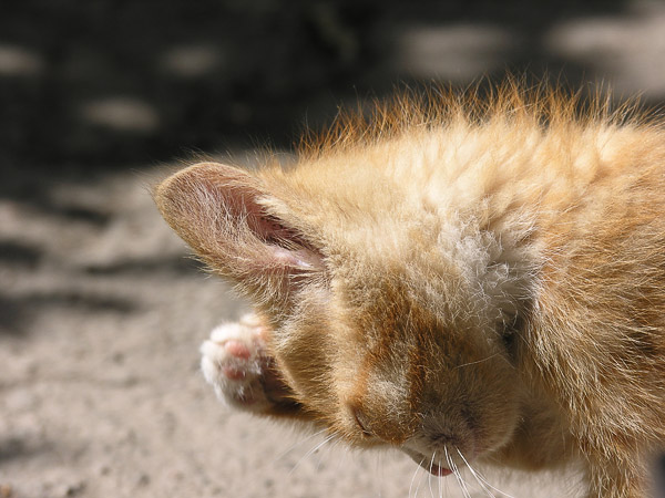 photo "REY" tags: nature, pets/farm animals