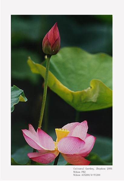 photo "Lotus (3)" tags: nature, flowers