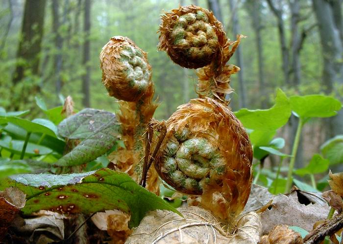 photo "Polystichum aculeatum" tags: macro and close-up, nature, flowers