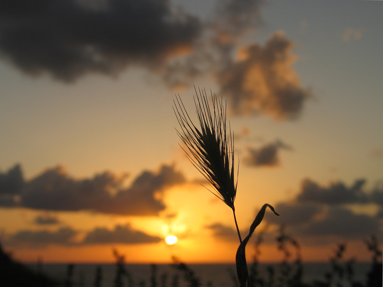 photo "ear" tags: landscape, sunset