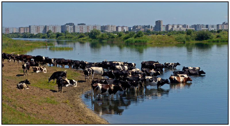 фото ""Журавлиный клин"" метки: пейзаж, природа, домашние животные, лето