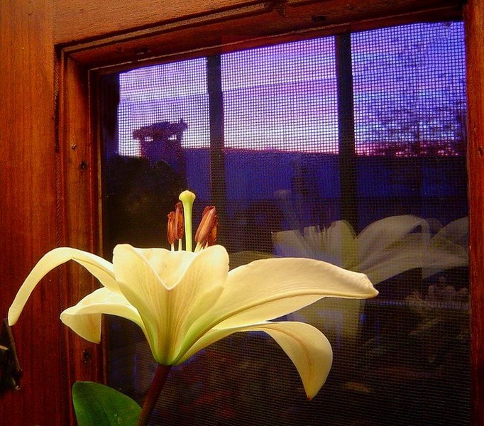 фото "waiting for the sunrise..." метки: пейзаж, природа, закат, цветы