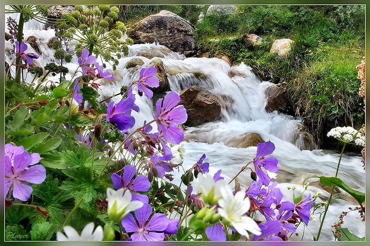 photo "Another World" tags: nature, landscape, flowers, water