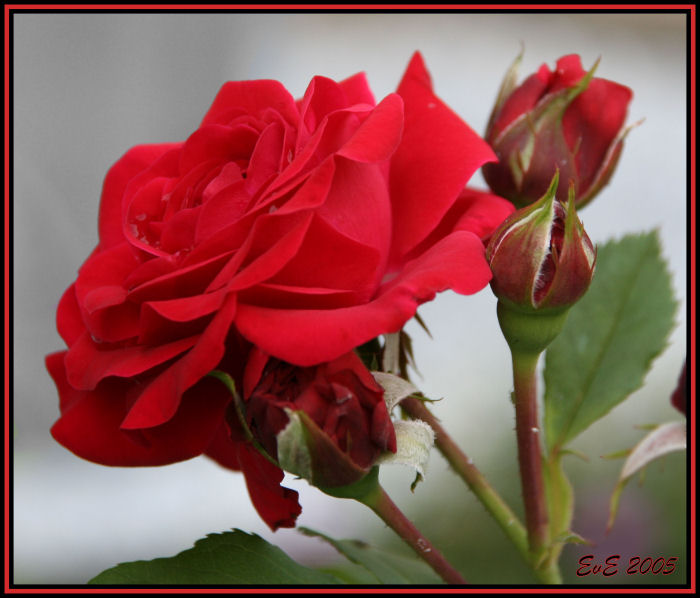 photo "Red Rose" tags: nature, macro and close-up, flowers