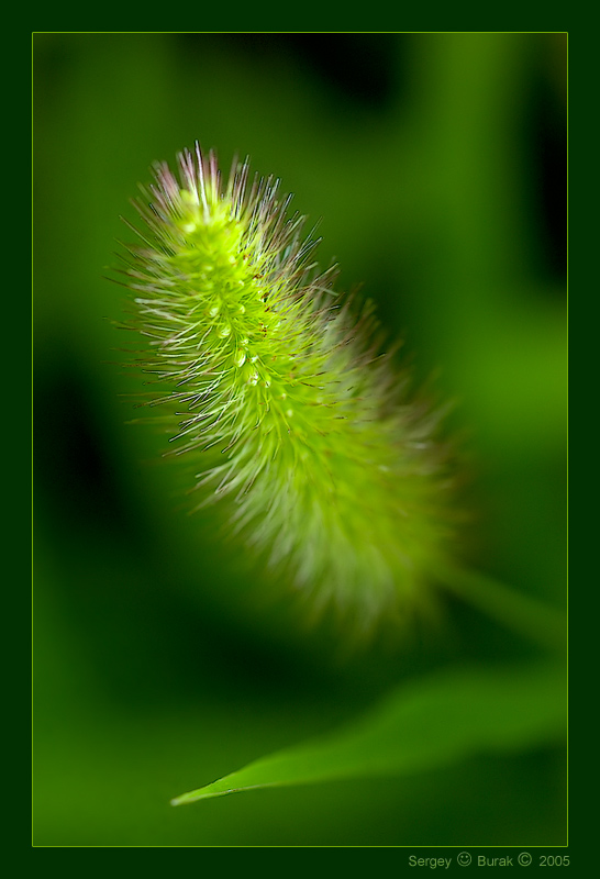 photo "Fluffy" tags: macro and close-up, still life, 