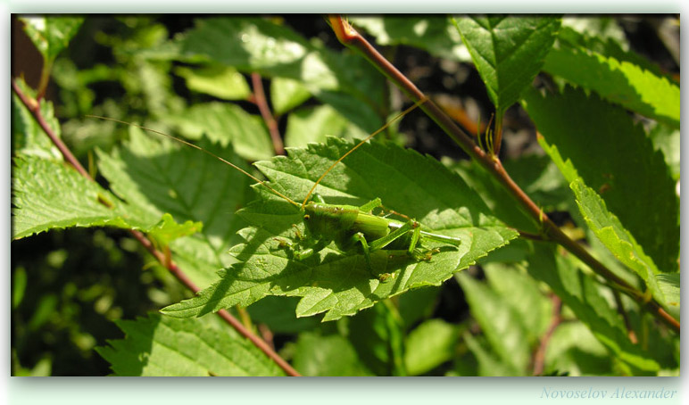 photo "Masking" tags: nature, insect