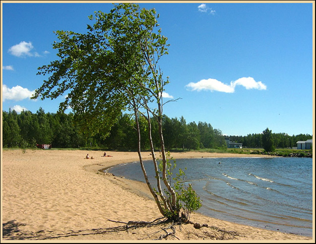 photo "A birch by the sea" tags: landscape, nature, flowers, summer