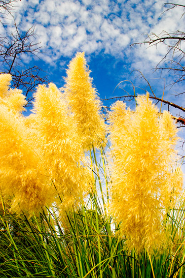 photo "***" tags: nature, flowers