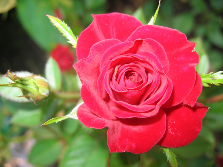 photo "mini-rose" tags: nature, macro and close-up, flowers