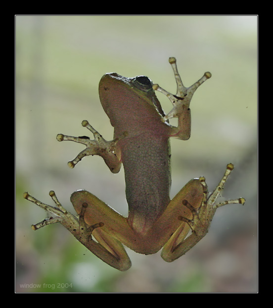 фото "Window Frog" метки: макро и крупный план, природа, дикие животные