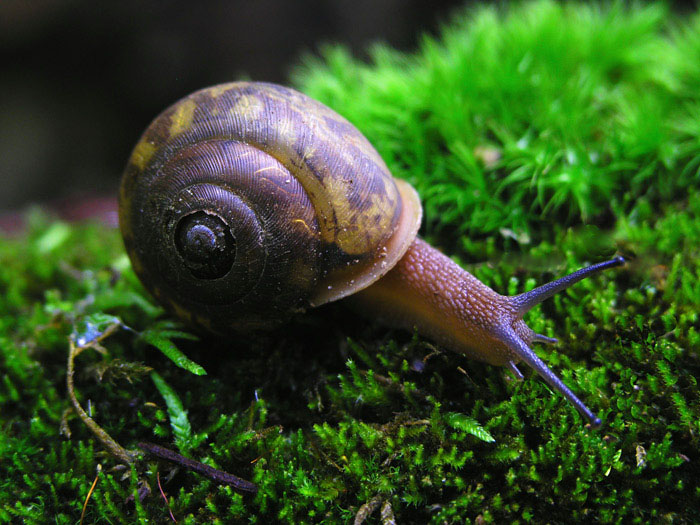 photo "Snail on moss" tags: macro and close-up, nature, 