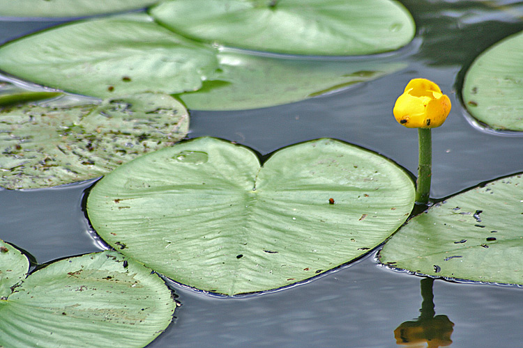 photo "Nuphar lutea (Yellow water lily)" tags: nature, travel, Asia, flowers