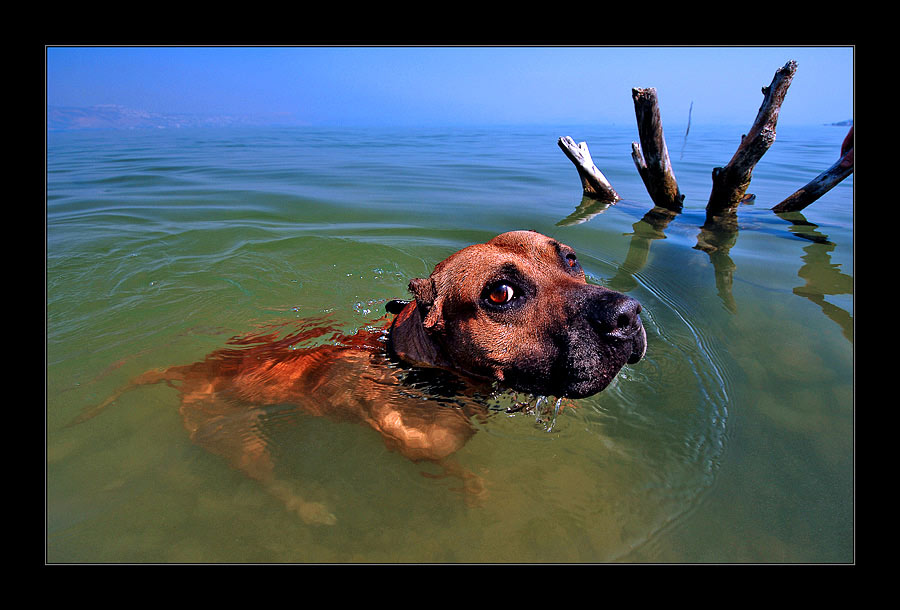 фото "DAY OF THE NEPTUNE" метки: природа, жанр, 