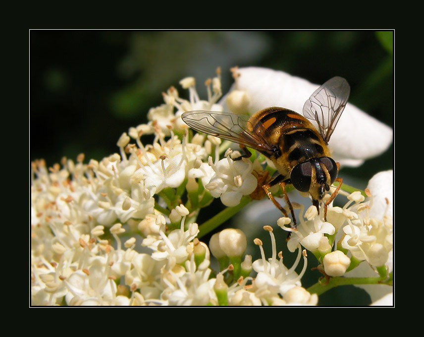 photo "The fan sweet" tags: macro and close-up, nature, insect