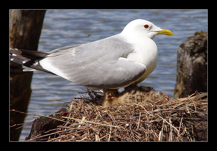 photo "...But I, in lodge...)" tags: nature, genre, wild animals