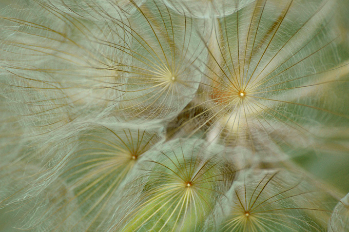 photo "***" tags: nature, macro and close-up, flowers