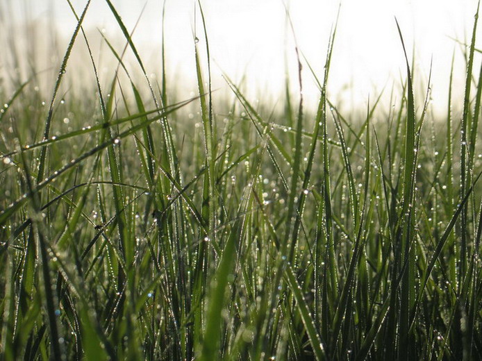 photo "A  foggy morning" tags: nature, flowers