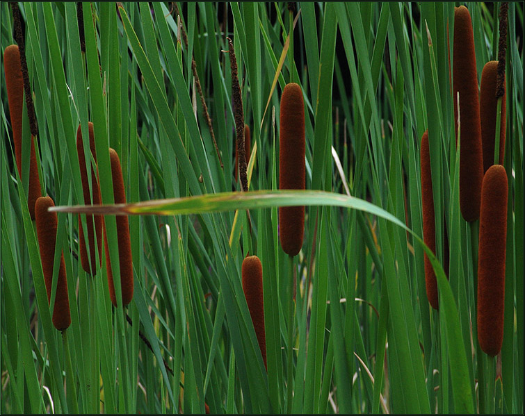 photo "bog's herb" tags: nature, flowers