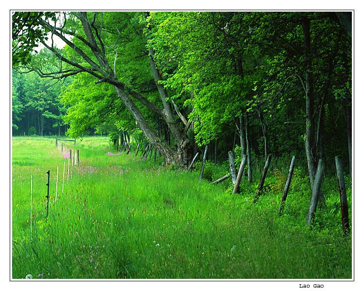 photo "green field" tags: landscape, forest, summer