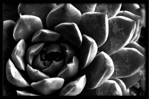 photo "Untitled" tags: nature, black&white, flowers