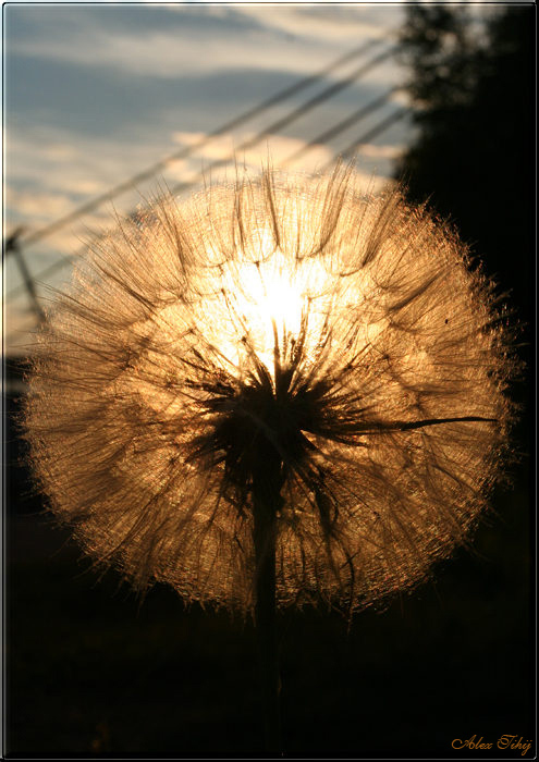 photo "Lantern" tags: macro and close-up, nature, flowers