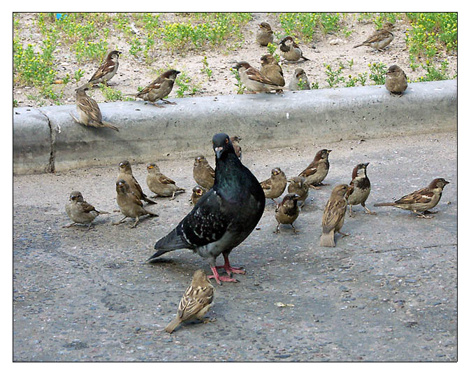 photo "Kindergarten" tags: nature, genre, wild animals