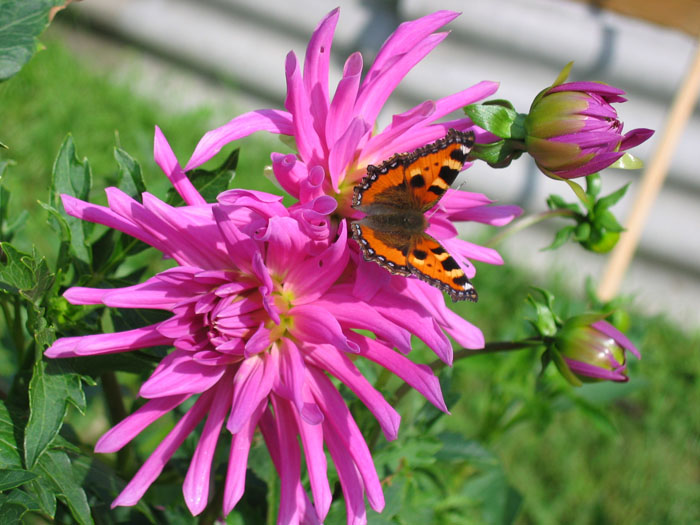 photo "dahlia" tags: nature, macro and close-up, flowers