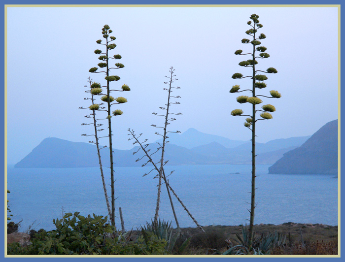 photo "Desert of Almeria-4" tags: landscape, forest, water