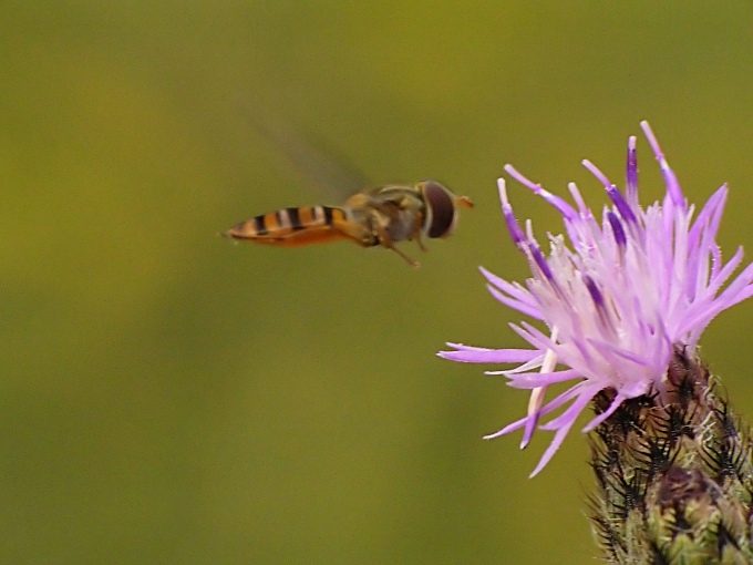 photo "Polish Air Lines ;)" tags: macro and close-up, 