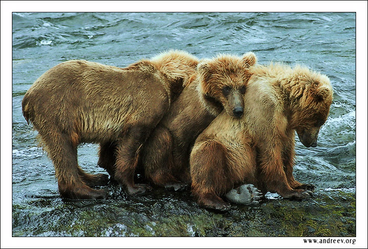 photo "Three in the middle of the river" tags: nature, travel, North America, wild animals