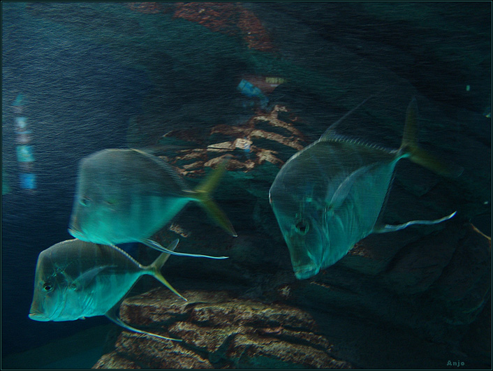 photo "fishs-phantoms" tags: underwater, 