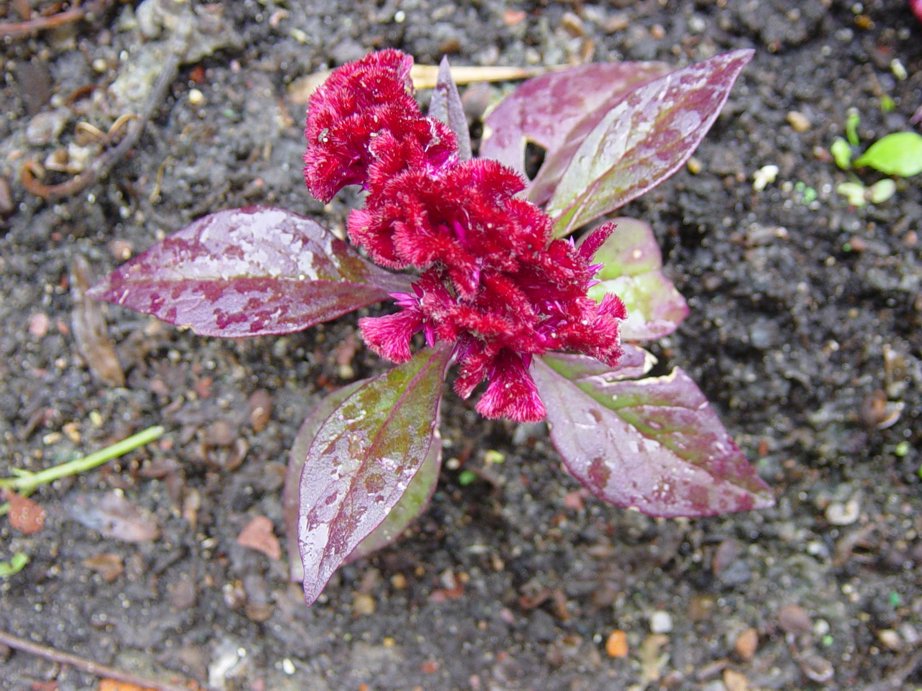 photo "Velour" tags: nature, flowers