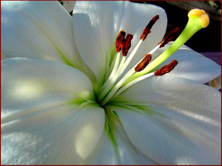 photo "searching for the sun..." tags: nature, macro and close-up, flowers