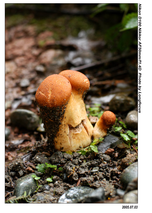 photo "agaric" tags: nature, travel, Asia, flowers