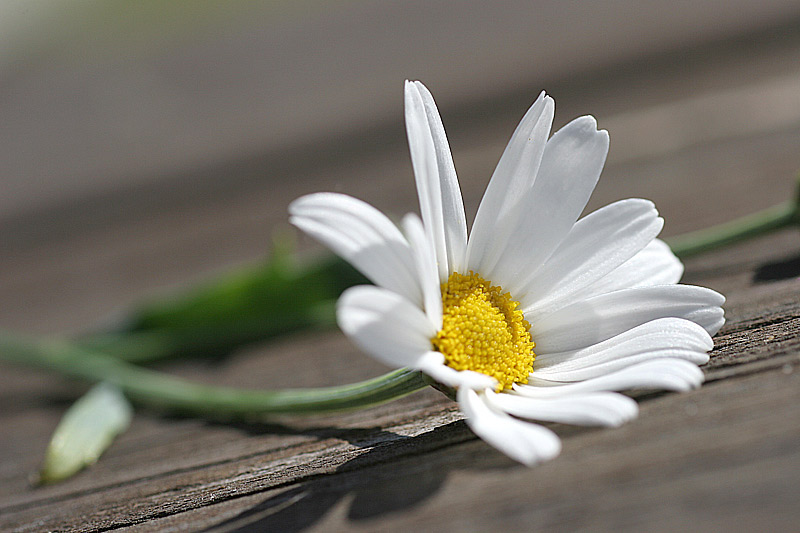 photo "kamomilla" tags: nature, landscape, flowers, summer