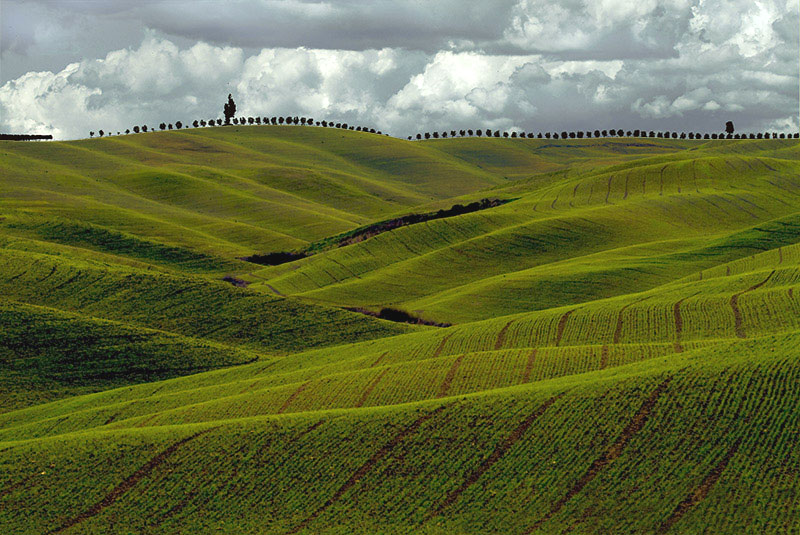 photo "Rolling" tags: landscape, spring