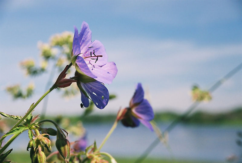 photo "The Summer rolling to July" tags: nature, flowers