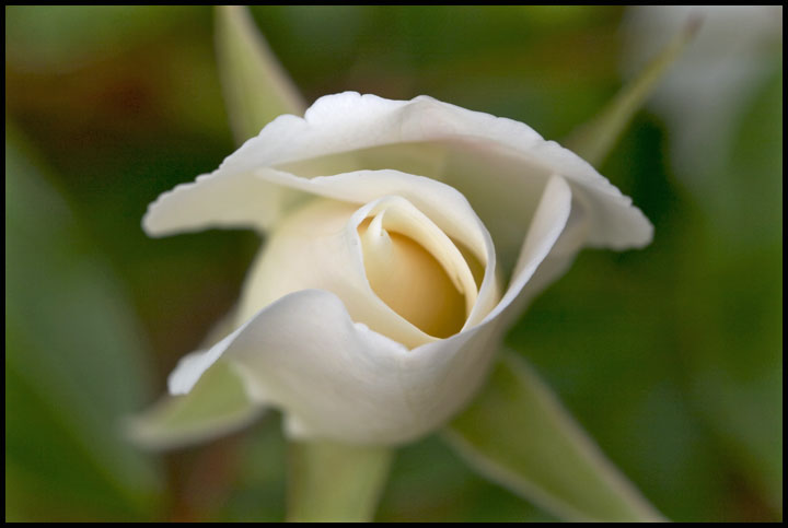 фото "белая роза" метки: природа, макро и крупный план, цветы