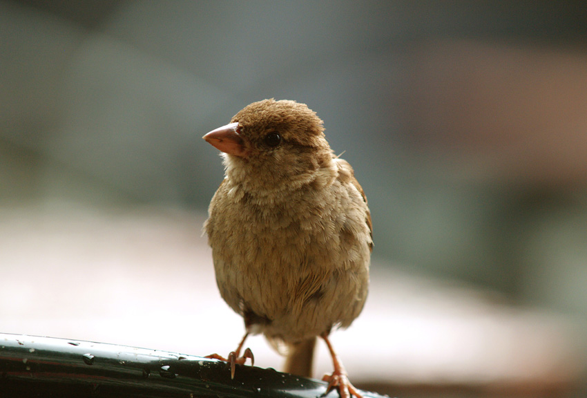 photo "litlle beauty" tags: nature, wild animals